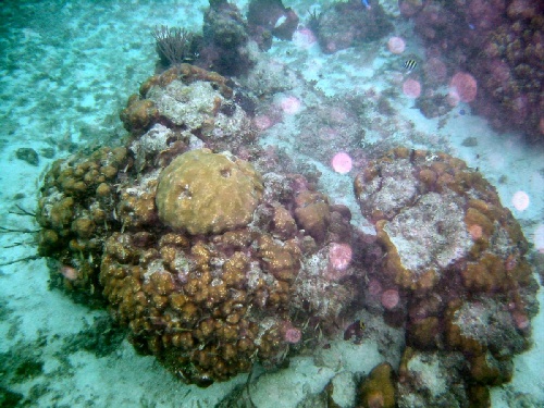 Cozumel - Snorkeling - Coral