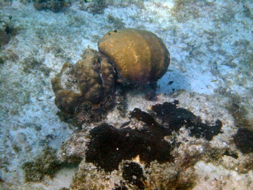 Cozumel - More coral