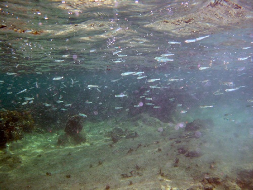 Cozumel - Look at all the fish