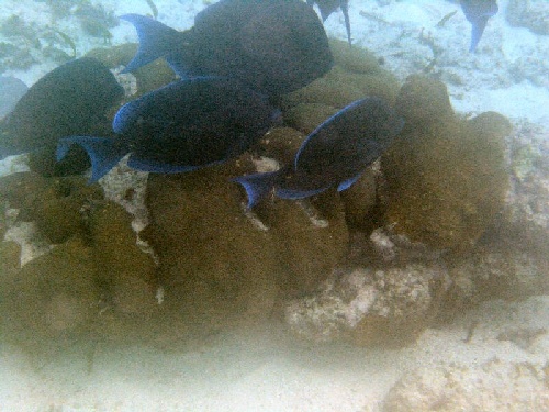 Belize - Blue Fish