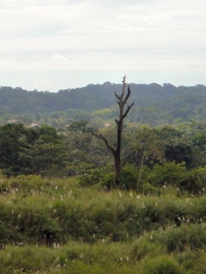 Panama - loan tree